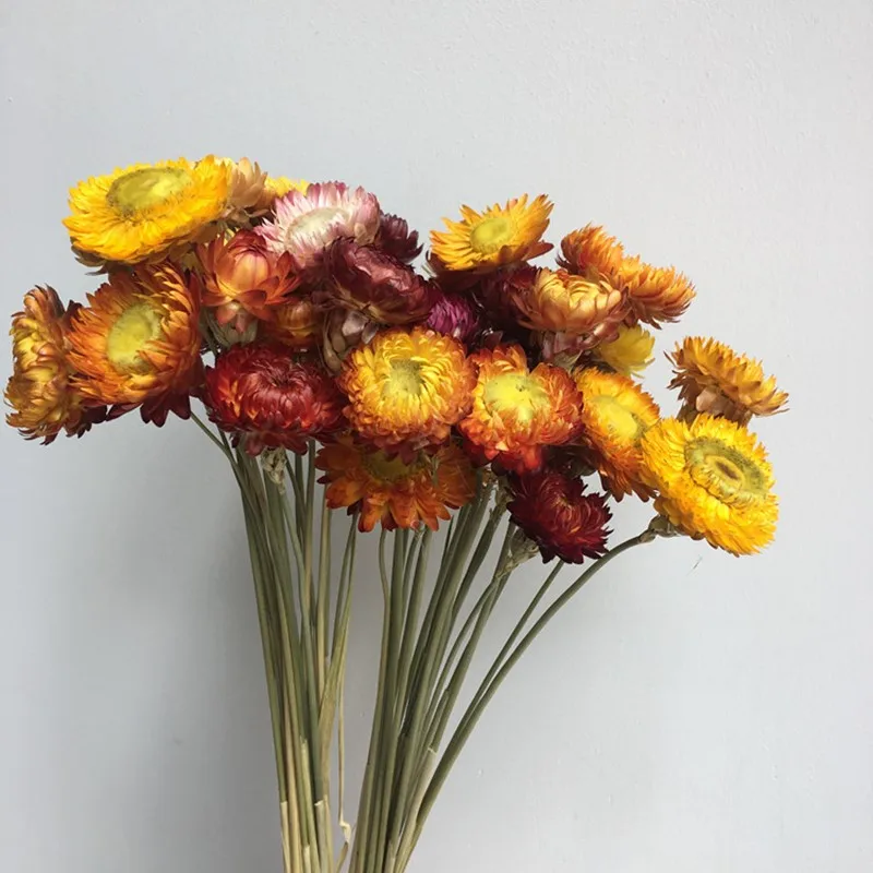 Tartósított Virág Ág Coreopsis Dekoráció DIY Természetes Daisy Krizantém Haza Díszek Szárított Növényi Szár Esküvő Party Dekoráció Kép 1