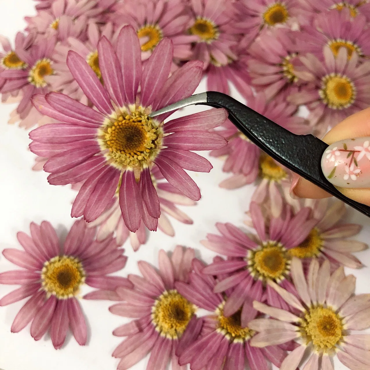 12db Dombornyomott vegyes, száraz virágok DIY Epoxi Kézműves Díszek Telefon Esetében Képkeret Könyvjelző Préselt Virág Anyag Kép 1