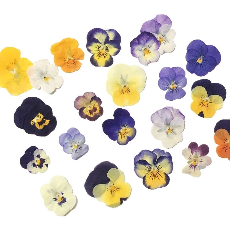 60pcs Préselt, Szárított Viola Tricolor L. Virág, Növény Herbárium A Köröm smink, Ékszerek Könyvjelző Telefon Esetében Kártya DIY Kép 1