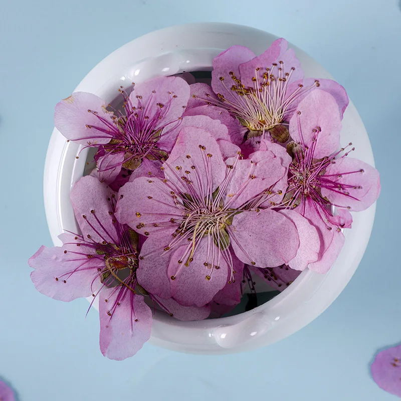 Szárított Virág Amygdalus persica Préselt Virág Scrapbooking DIY Gyanta Ékszerek Kézműves Köröm Díszítés Gyertyát, Szappant, Hogy 12db/csomag Kép 1