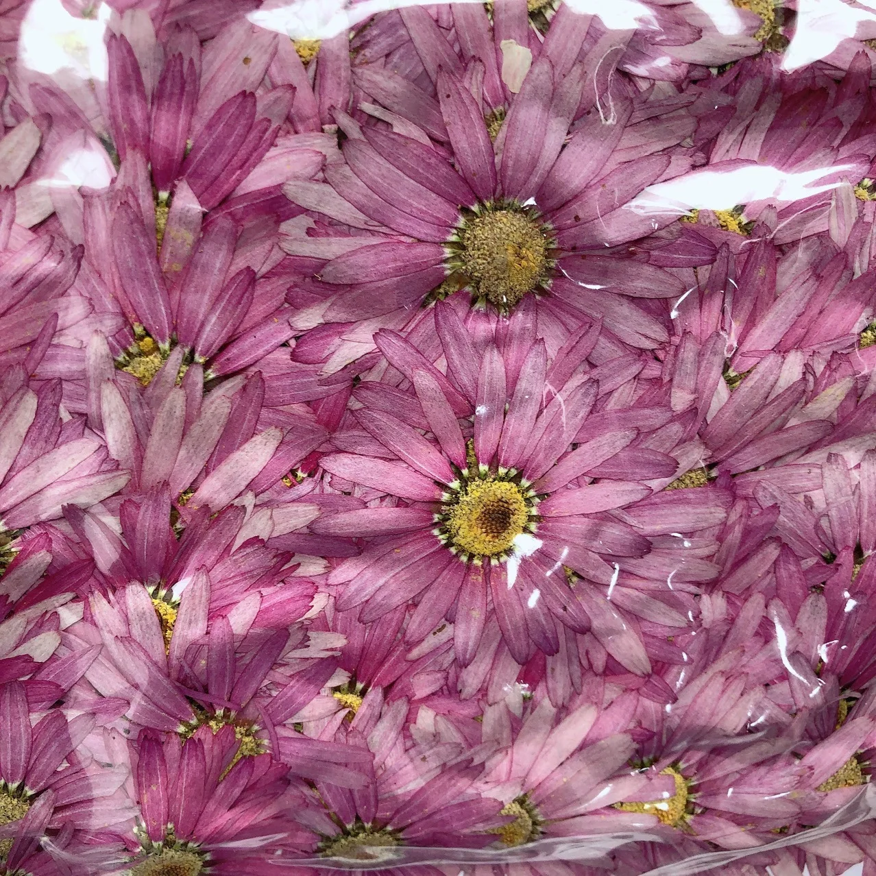 12db Dombornyomott vegyes, száraz virágok DIY Epoxi Kézműves Díszek Telefon Esetében Képkeret Könyvjelző Préselt Virág Anyag Kép 2