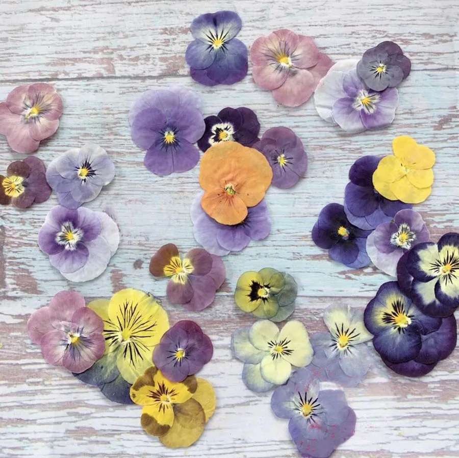 60pcs Préselt, Szárított Viola Tricolor L. Virág, Növény Herbárium A Köröm smink, Ékszerek Könyvjelző Telefon Esetében Kártya DIY Kép 2
