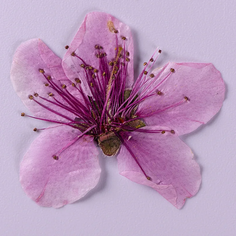 Szárított Virág Amygdalus persica Préselt Virág Scrapbooking DIY Gyanta Ékszerek Kézműves Köröm Díszítés Gyertyát, Szappant, Hogy 12db/csomag Kép 2