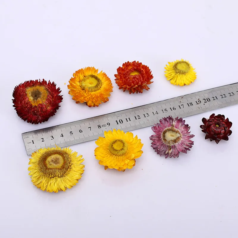 Tartósított Virág Ág Coreopsis Dekoráció DIY Természetes Daisy Krizantém Haza Díszek Szárított Növényi Szár Esküvő Party Dekoráció Kép 4