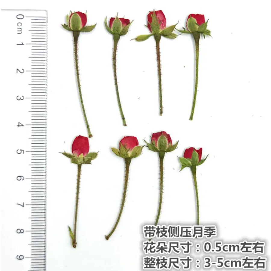 30db Szárított Oldalon Préselt Rózsa Bimbó/Virágok Növény Herbárium Ékszerek Könyvjelző Képeslap Telefon Esetében Meghívó DIY 3 Méretben Kép 5