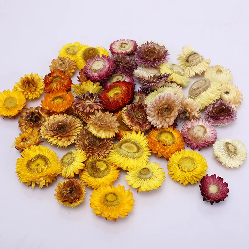 Tartósított Virág Ág Coreopsis Dekoráció DIY Természetes Daisy Krizantém Haza Díszek Szárított Növényi Szár Esküvő Party Dekoráció Kép 5