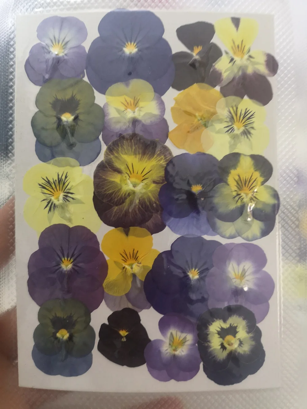60pcs Préselt, Szárított Viola Tricolor L. Virág, Növény Herbárium A Köröm smink, Ékszerek Könyvjelző Telefon Esetében Kártya DIY Kép 5