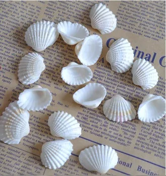 10db/sok Természetes shell diy tartály akvárium yangtz dekoráció fehér héj sallei lyuk-ás shell anyag 1