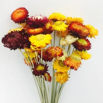 Tartósított Virág Ág Coreopsis Dekoráció DIY Természetes Daisy Krizantém Haza Díszek Szárított Növényi Szár Esküvő Party Dekoráció 1